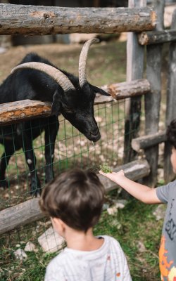 Zwei Kinder füttern eine schwarze Ziege mit großen Hörnern durch einen Holzzaun