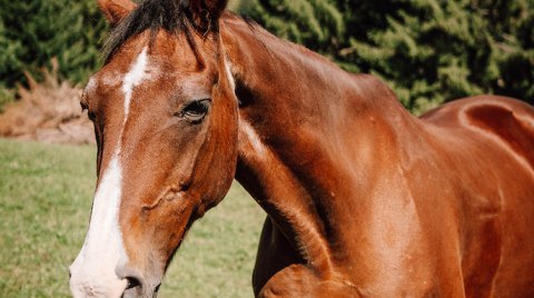 Braunes Pferd mit weißem Streifen im Gesicht auf einer grünen Wiese