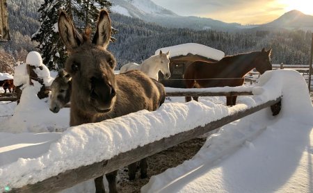 Donkey and horses in snowy paddock at sunset