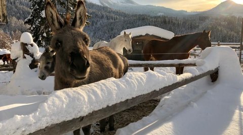 Esel und Pferde im verschneiten Gehege bei Sonnenuntergang