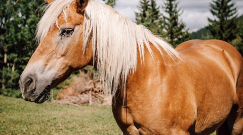 Blondes Pferd mit hellem Mähnenhaar auf grüner Wiese