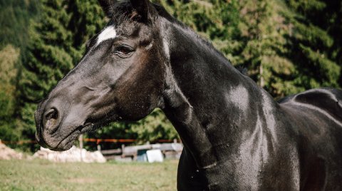 Schwarzes glänzendes Pferd mit weißem Streifen im Gesicht auf einer Wiese