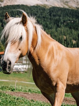 Blondes Pferd mit hellem Mähnenhaar auf Wiese