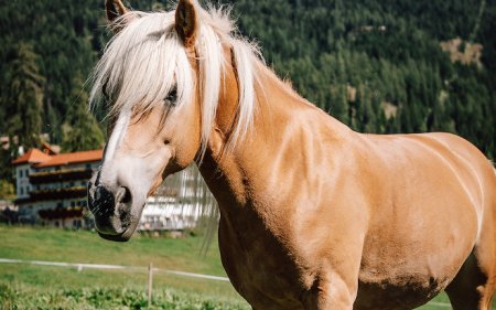 Blondes Pferd mit hellem Mähnenhaar auf Wiese