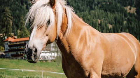 Blondes Pferd mit hellem Mähnenhaar auf Wiese