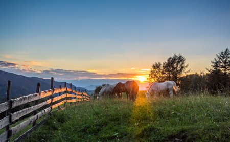 Pferde grasen im Sonnenuntergang in den Bergen