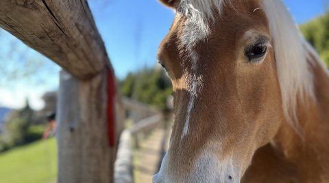 Nahaufnahme eines braunen Pferdekopfes neben einem Holzzaun bei blauem Himmel