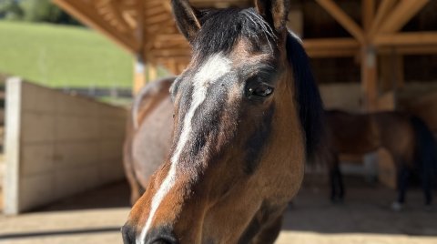 Nahaufnahme eines braunen Pferdekopfes vor einem Holzstall bei Sonnenschein