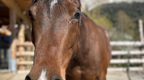 Nahaufnahme eines braunen Pferdekopfes vor einem Stall und Bergen im Hintergrund
