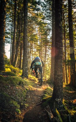 Zwei Mountainbiker auf schmalem Pfad im sonnigen Nadelwald