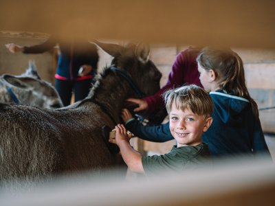 Kind bürstet Esel in einem Stall, andere Kinder im Hintergrund