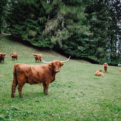 Langhaarige Highland-Rinder weiden auf einer grünen Wiese am Waldrand.